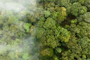 Xây dựng tiêu chuẩn quốc gia về tín chỉ carbon rừng