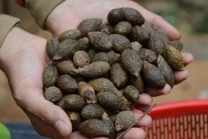 Loại quả mọc dại trong rừng nay lên tầm đặc sản, giá 300.000 đồng/kg