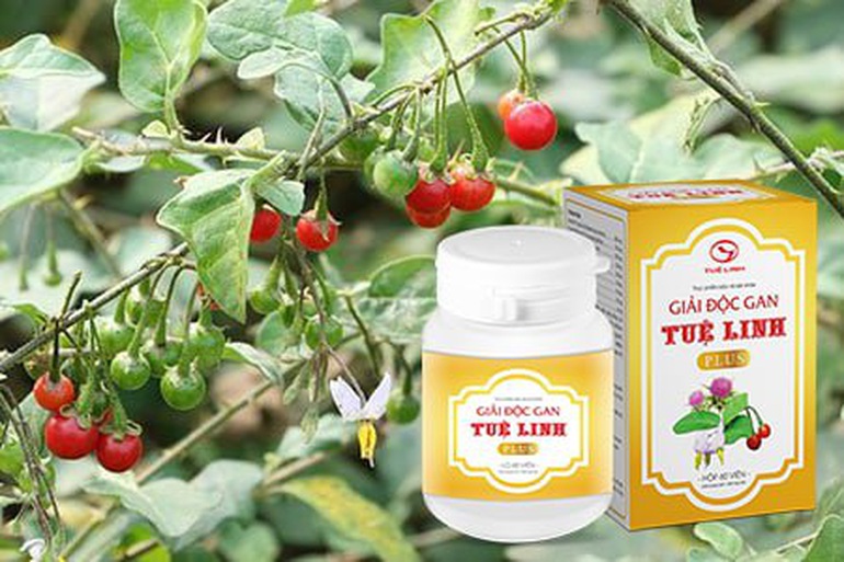 Top 5 thảo dược tốt cho người viêm gan virus