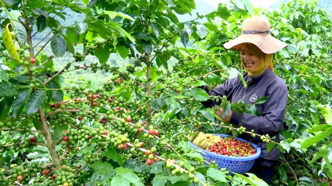 Loại hạt quý của Sơn La khiến lãnh đạo ngành nông nghiệp cũng phải nhờ mua